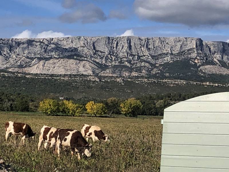 Vivre dans le Sud de la France, c’est avoir l’honneur de prendre une photo de l’un de nos volets CTBX au milieu des vaches ! ;)