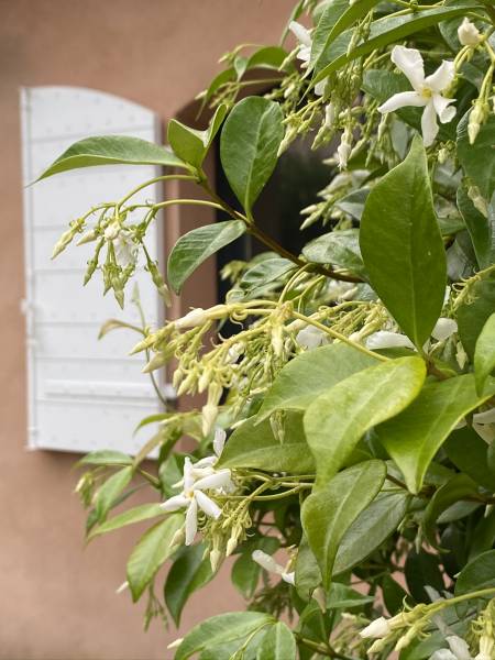 Remplacement volets bois à Napollon proche de Lascours